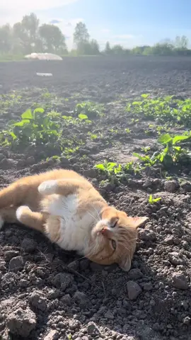 Городній начальник😅😺 #кіт  #кітГоша