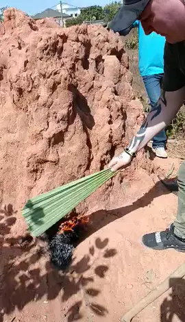 when you miss your brother and the hunting in Gambia 🇬🇲❤️🇬🇲❤️🇬🇲❤️ #gambian_tiktok🇬🇲🇬🇲 #videoviral 