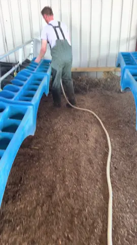 Feeding time  #farming #foryoupage #fyp #viral #feeders #farmer #farmtok #wydale #calfrearer #ukfarming #calves #cow #feeding #milktime #calf 