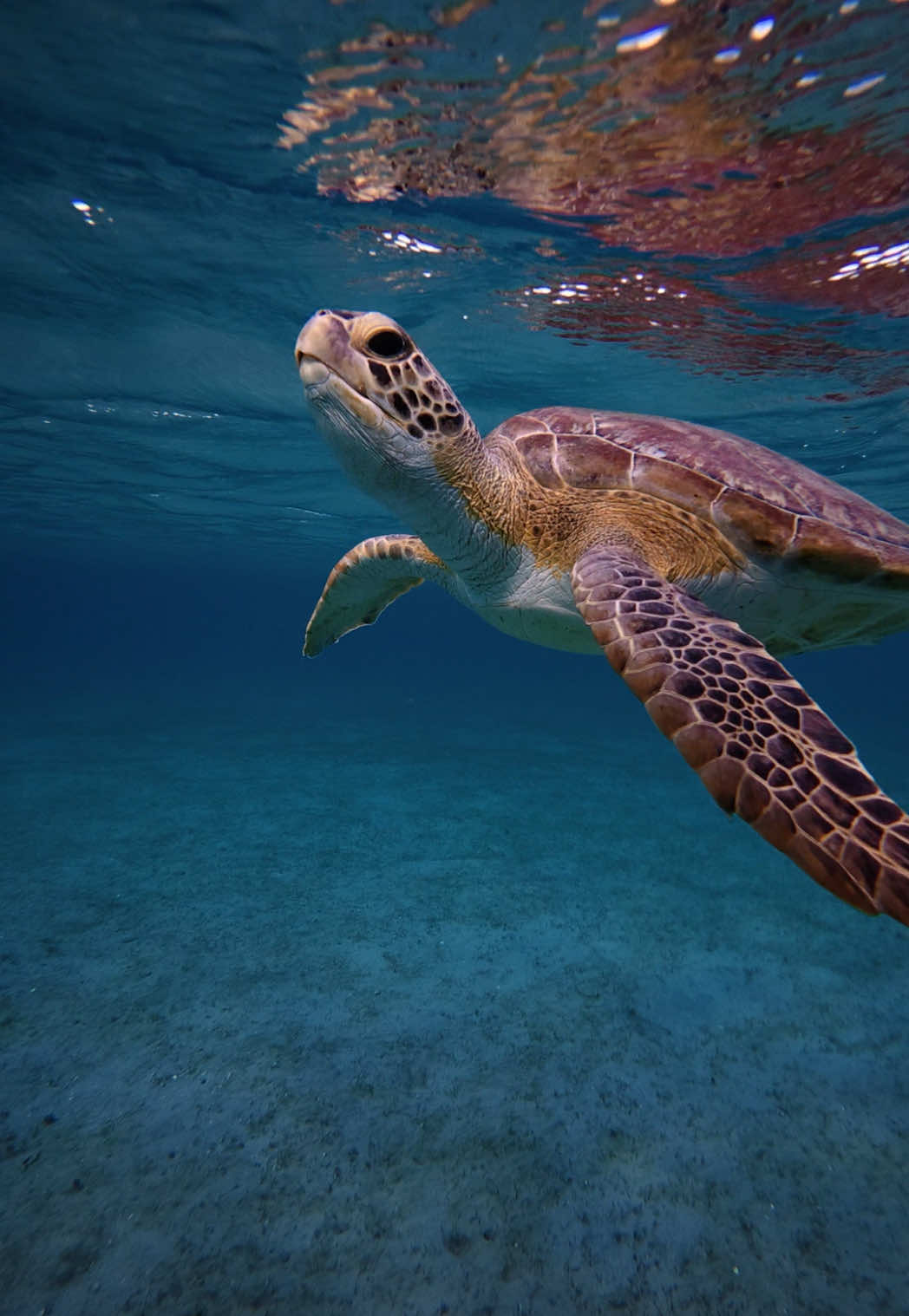 The magic of the Sea I am mesmerized by the Ocean and it’s beautiful creatures!! #dji #djiosmoaction5pro #sea #ocean #turtle #magic #Love   