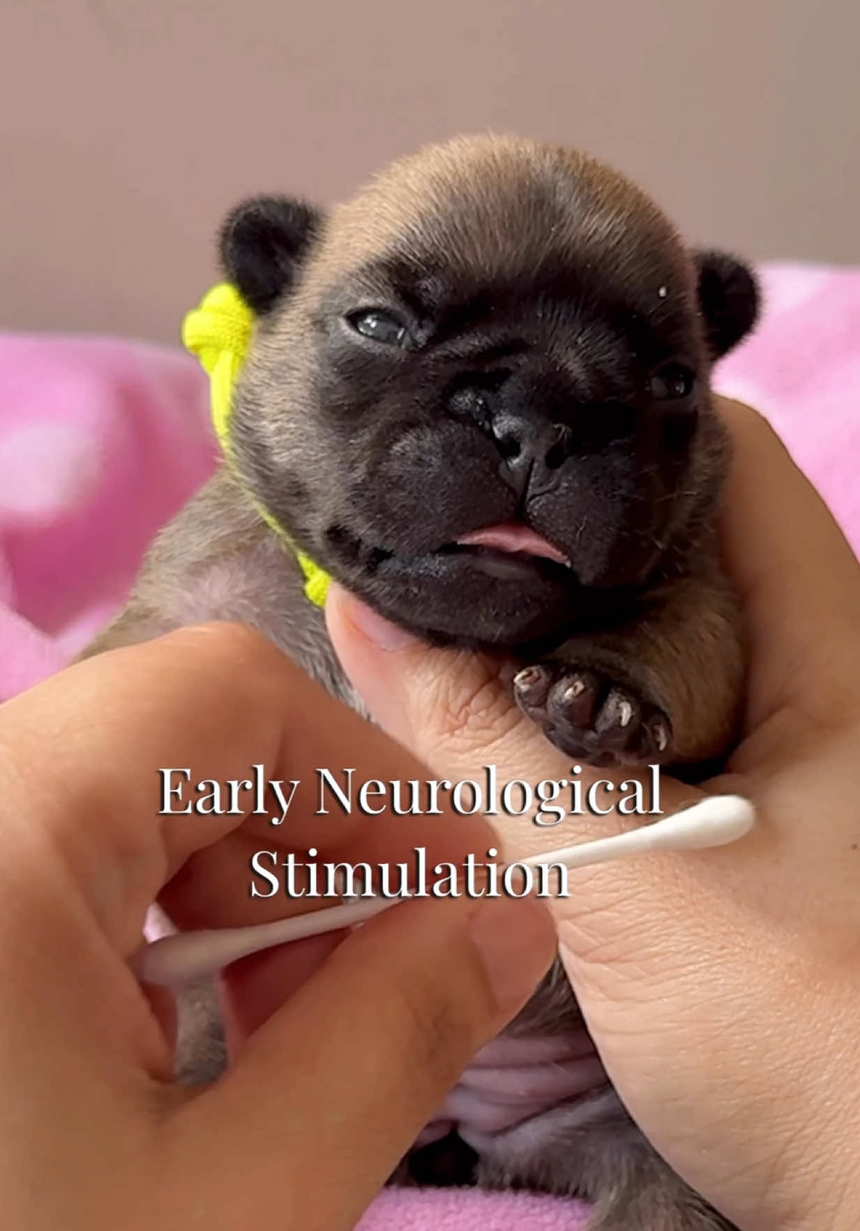 Our Puppy ENS Routine The puppies are 9 days old! Every morning, we do a short ENS (early neurological stimulation) routine with each puppy. It only takes a minute or two but research shows these tiny exercises can support brain development, stress tolerance and lifelong confidence. ENS includes things like: – Holding the puppy in different positions – Light tactile stimulation (qtip between the toes) – Brief exposure to a cooler surface – Upright support and gentle handling These moments only last 3-5 secs and may look small, but they’re building a strong foundation for everything ahead 💙 I do have full footage of all the babies doing their exercises so comment “vlog” if you guys are interested in seeing it! #fyp 