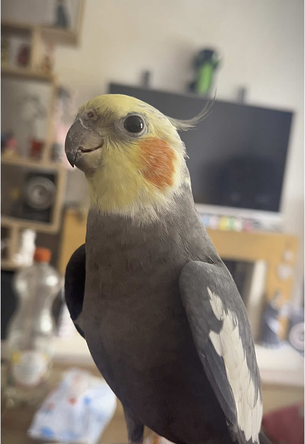 🐦🥰#cookiethebird #wingsofterror #cockatiel #parrot #cockatielsoftiktok #prettybird #talkingparrot #parrotlove #petbird #funnyparrot #crazyparrot #petcockatiel #singingparrot #корелла #попугай #кореллапопугай #попугайкорелла #говорящийпопугай #поющийпопугай 