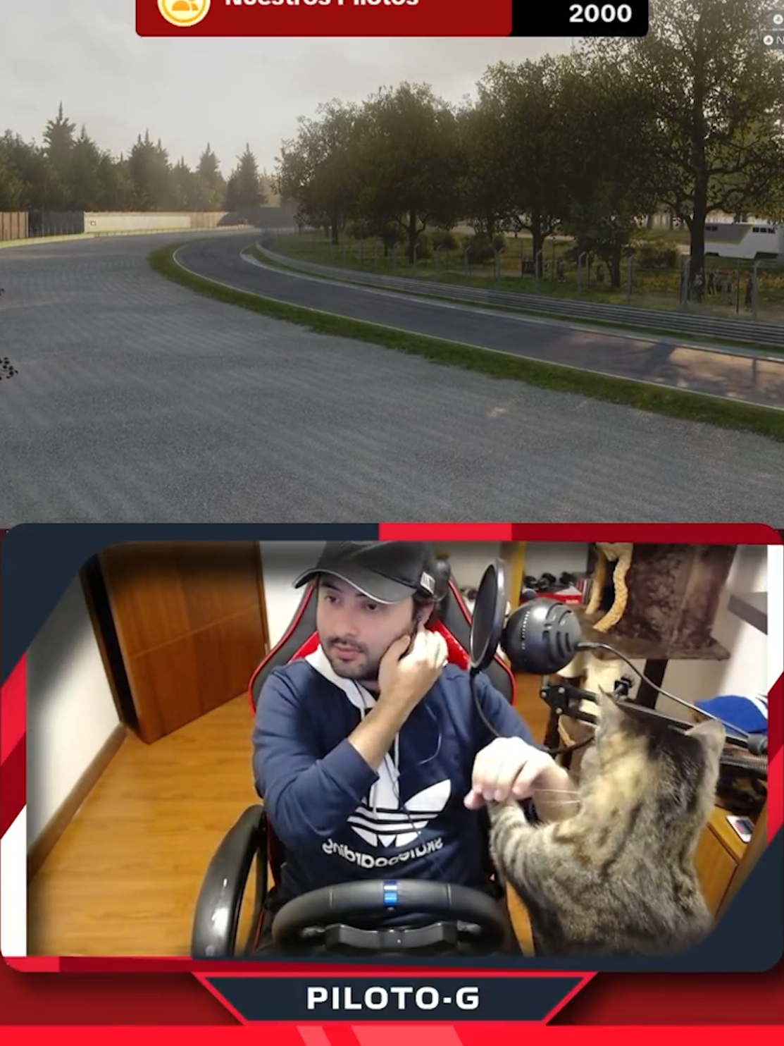 En este canal también importa Romeo 🐱🏁 #simracing #amorporlosautos #amorporlosgatos #pilotogenerico 