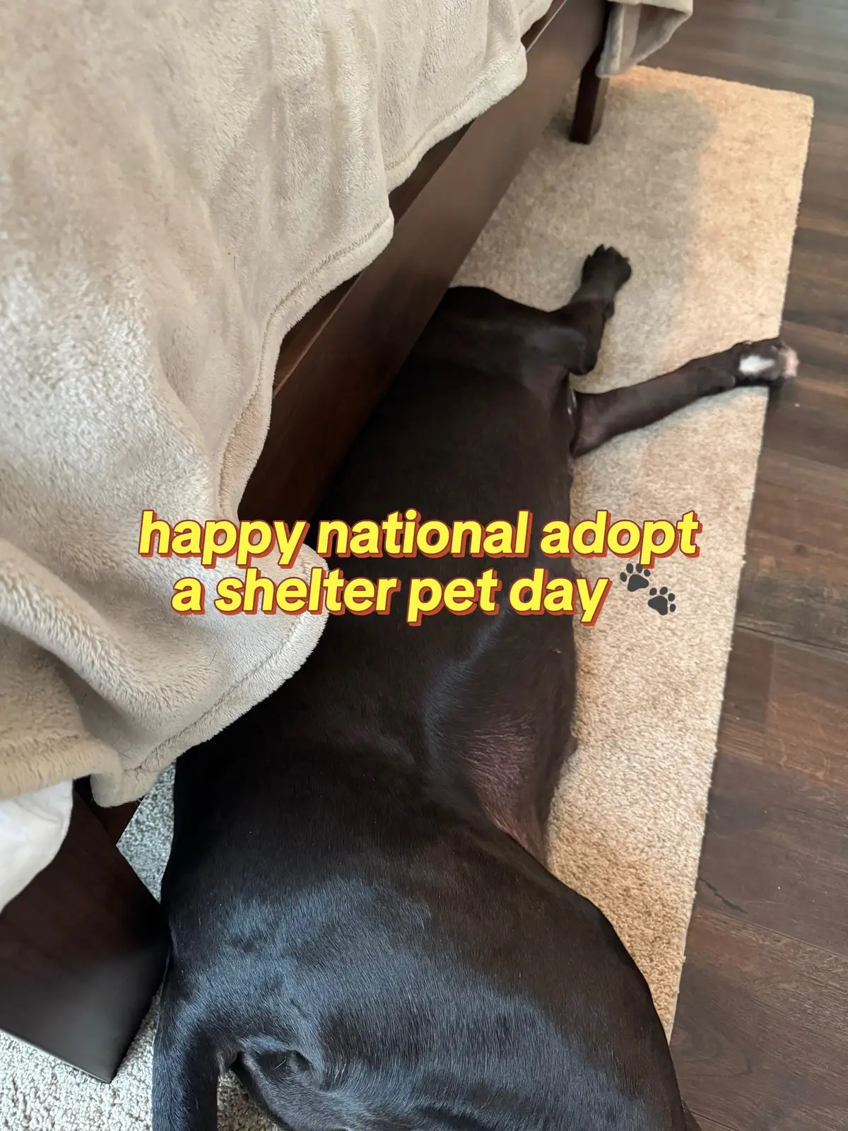 it’s been a whirlwind journey but i wouldn’t change it for the world. our hearts got a little bit bigger #foryoupage #fyp #fy #adoptdontshop #rescuedog #shelterdog #canecorso #secondchance #dogsoftiktok #dogoftiktok #dogmom #dogmomlife 