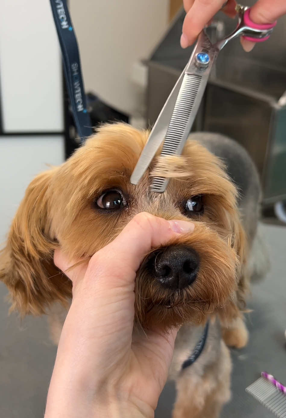 Yorkie quick cut✂️ #yorkie #doggrooming #fyp #yorkshireterrier 
