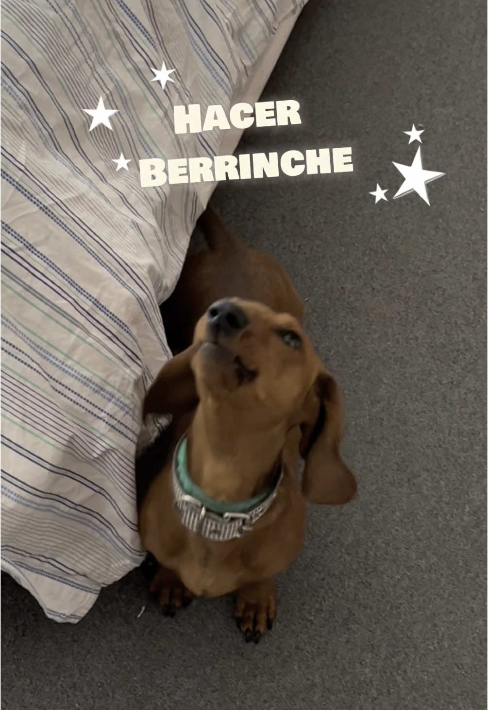Con tan solo dos años, he dominado el arte de “hacer berrinche” 🦦 #dachshund #perrosalchicha #narratortrend #narradortiktok #narrador 