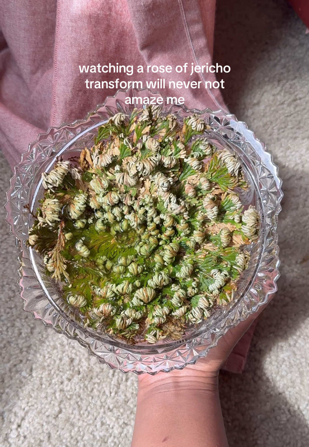 my baby🥹 apparently this is a false rose of jericho but i still love her #roseofjericho #resurrectionplant #resurrectionrose 