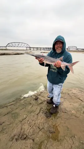 Look at this little spoonbill paddlefish that I hooked into while fishing for hybrid striped bass the other day. I’ve never seen one this small in person. I think it’s awesome that they have such a healthy population in my area #catchandrelease #ohioriverfishing #fishtok #rivermonster #paddlefish #spoonbill #ohiorivergiants #stripedbassfishing #fishing 