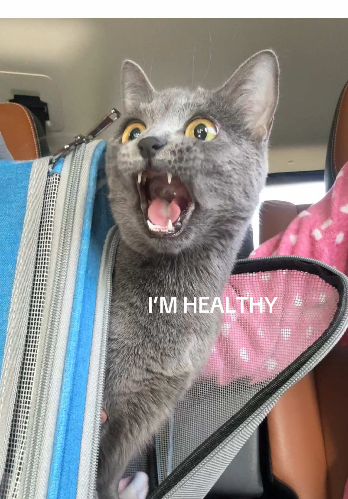 get your cats vaccinated! even if they’re indoors pyaari was good and now she’s all caught up #cats #comedy #cat #catsoftiktok #catlover #catmom #kitten 