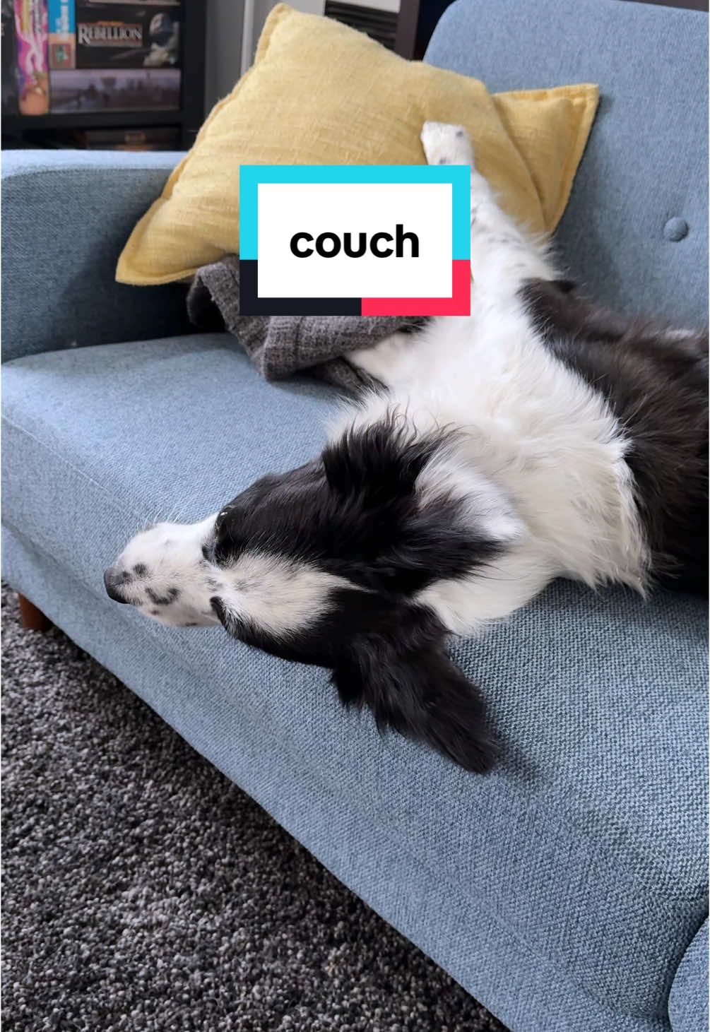 hanging with a babe on the couch #puppy #bordercollie #rescuedog 
