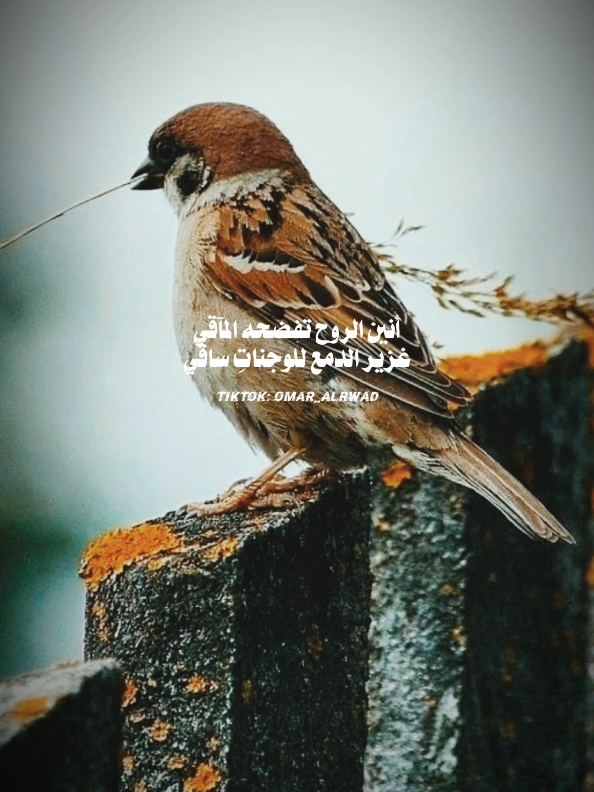 بل أين التلاقي 🥺 #بوح_القصّيد🎼 #عمر_الرواد #شعروقصايد #قصيده 