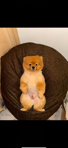 Bowie hahaa