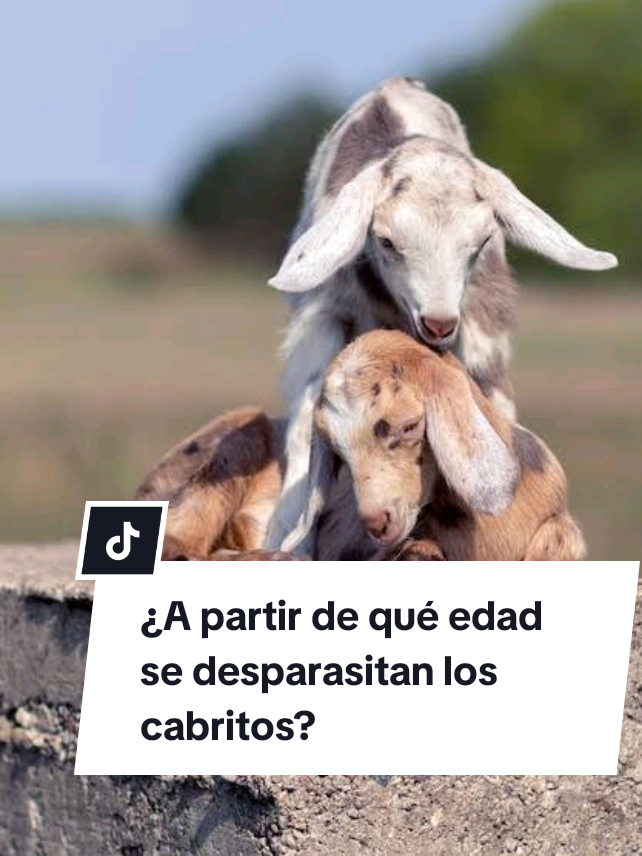 Respuesta a @angelisa1402  ¿A qué edad se desparasitan los cabritos?#alpina #boer #saanengoat #pasioncaprina #cabraslocas #nubio #amorporlascabras #ganadopecuario 