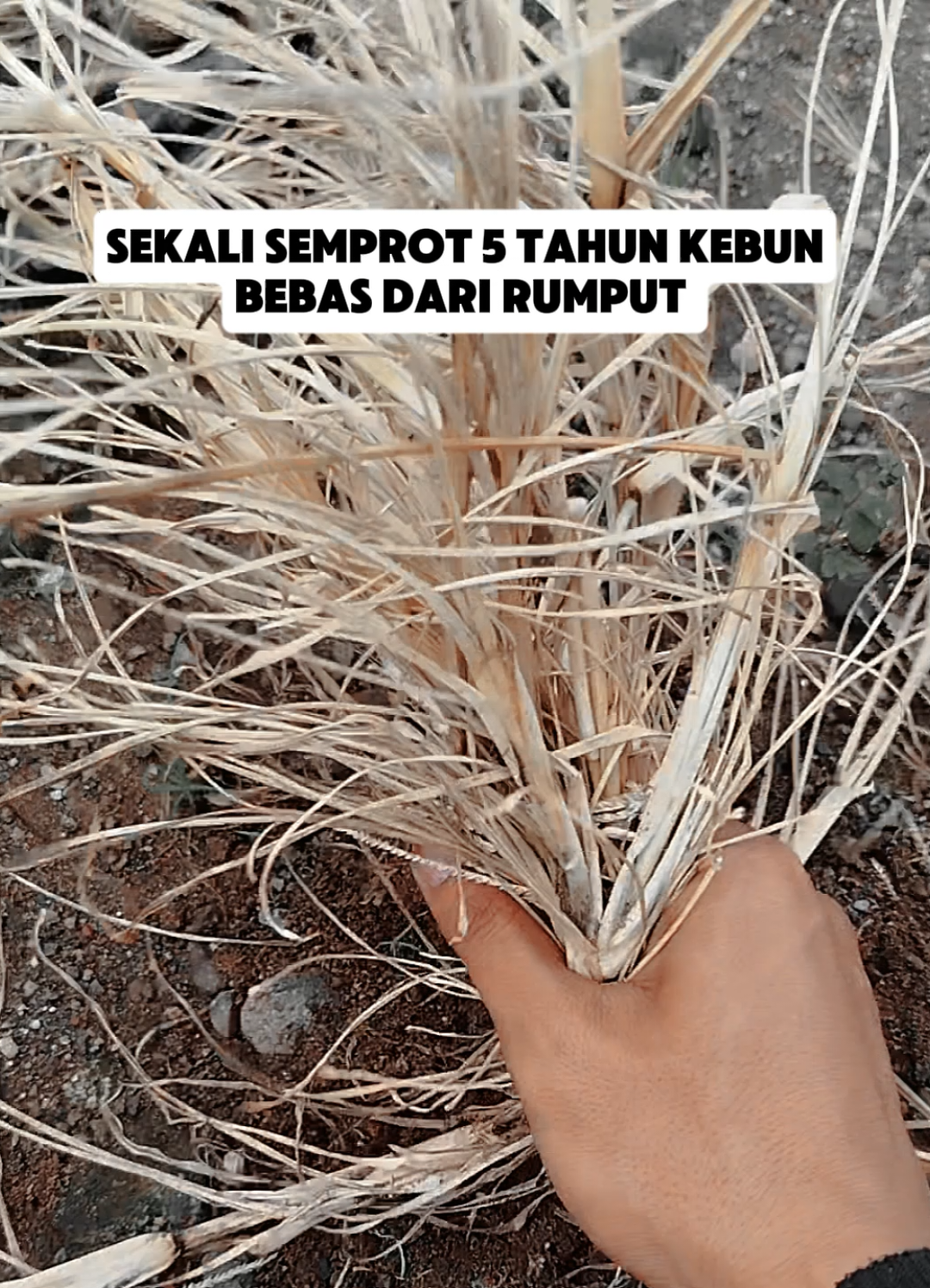 rekomendasi racun rumput tahan lama, sekali semprot 5 tahun baru tumbuh besar lagi menggunakan herbisida amufos #herbisidapalingampuh #racunrumputpalingampuh #amufosobatrumput #creatorsearchinsights 