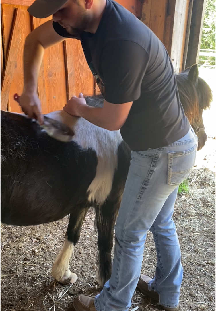 #pony #enjoylife❤️ #countryliving 