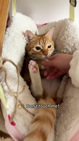 🐱：Don't touch me!#cat #funny #catsoftiktok #cats #for #foryou #fyp #foryoupage #funnyvideo #cute #pet #cutecat #animal #animalsoftiktok #usa🇺🇸 #catlover #funnycat #tiktokcats #pets #kitten #funnyanimals