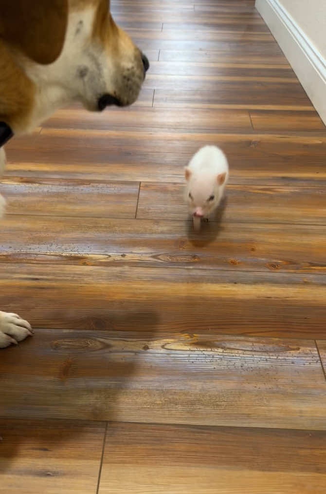 #piglet #minipig #minipigsoftiktok #fyp #fypシ #foryoupage #foryourpage #babypig #babypigs #oink #juliana #piglets #beagle #dogs #dogsoftiktok 