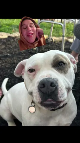 but also someone hire me to sleep too #pitbull #pitbullsoftiktok #americanbully #americanbullies #rescuedog #animalwelfare #dogs #dogsoftiktok #mollymoocow #spot #fosterfail #fosterdogs #adoptdontshop #fyp #cute #cutedogs 