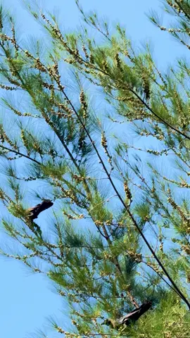 Casuarina Equisetifolia/Australian Pine/Beach She-Oak/Cemara Laut x Corvus Splendens/House Crow/Burung Gagak Rumah #casuarinaequisetifolia #australianpine #beachsheoak #cemaralaut #corvussplendens #housecrow #burunggagakrumah #tree #plant #birds #animals #fypシ゚ 
