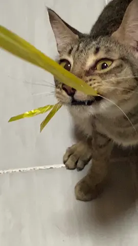 Ang pusang mahilig sa Tug or war. 😅😂 #catlover #funnyvideo #funnycat #play #cutecat #cat 