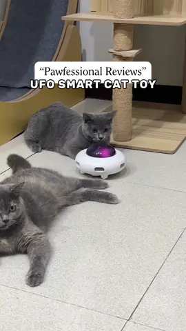 Because play time is a must 😉 Yung mga adult cats ko autopass na sa laruan 😆 #smartcattoy #cattoys #interactivecattoy #interactivetoys #cattok #catplaytime 