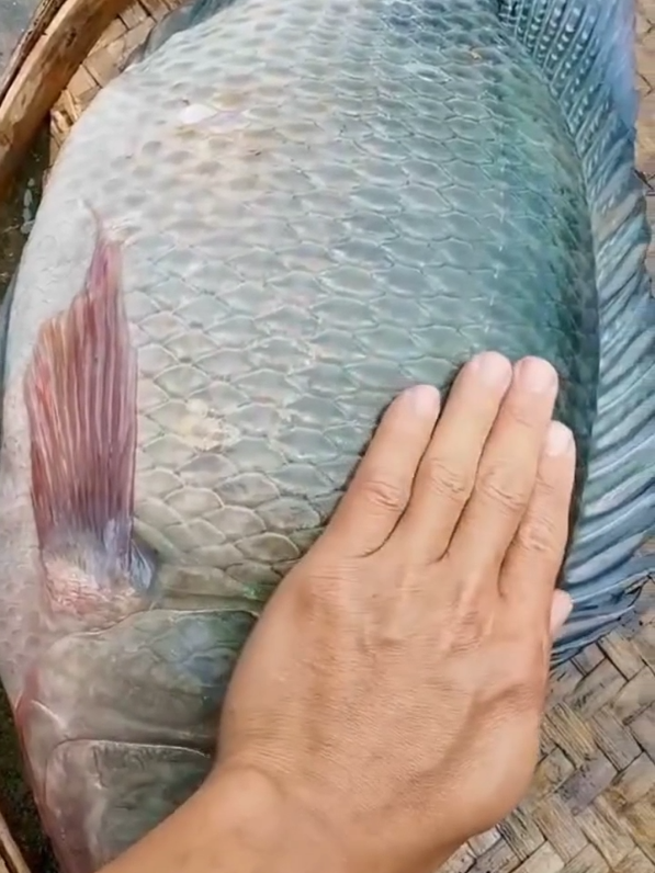 Nila sungai 7,5 kiLo umpan udang rawa #nilasuper #nilamonster #babonnila #nilasupermonster #nilasuperbabon #nilababon 