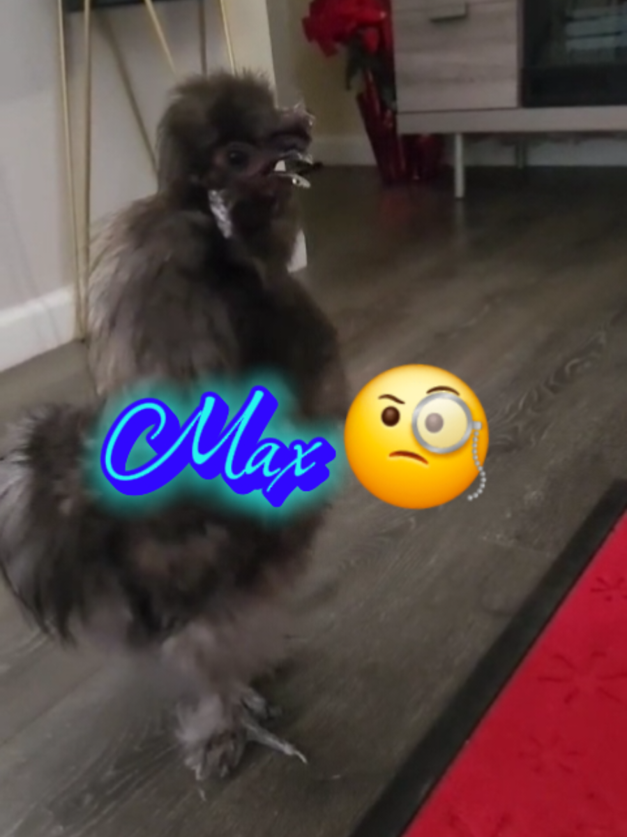 ¿HANDSOME WHERE ARE YOU 🤭 MAX? ¿ DÓNDE ESTÁS 😅 MAX? #max #maxwell #maximus #maxine #maxi #maxx #maximiliano #maximo #maxx #rooster #chicken #funnyanimals #memes #memesdaily #funny #cute #lustig #name #fyp #fypシ #lachicapoderosa💞 #lavaqueritatx #mx #india 