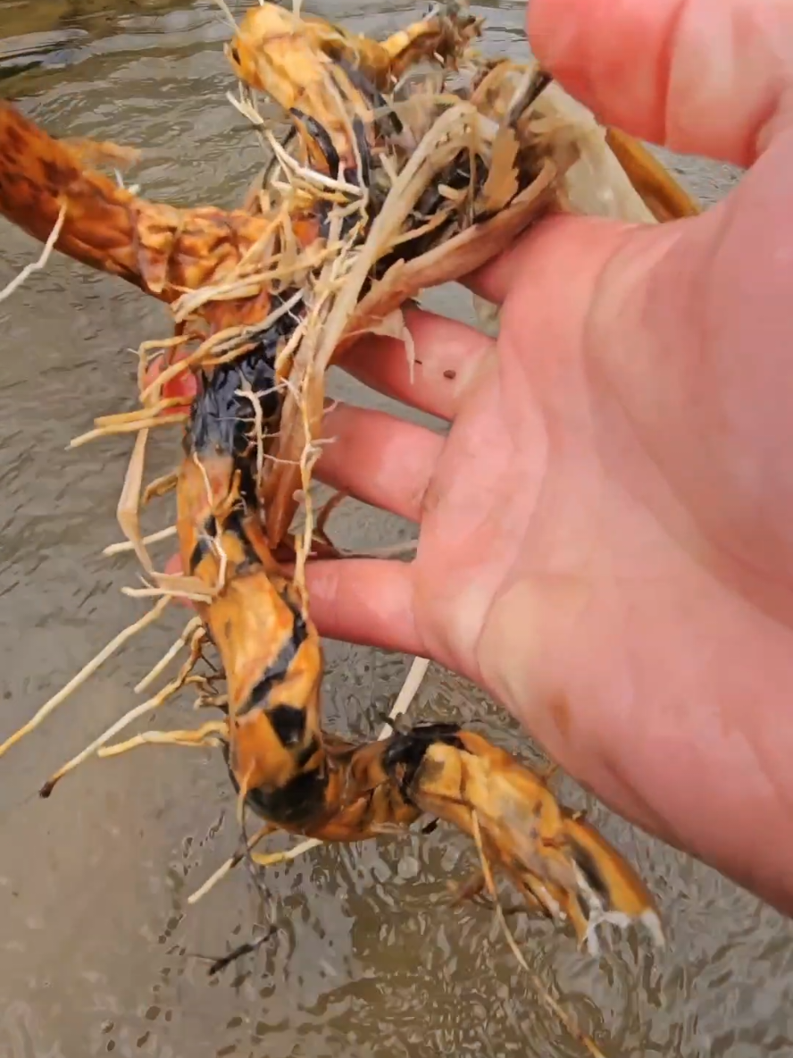 Great survival food - cattail rhizomes (roots) and stalks #fyp #survival #foraging #selfreliance #Outdoors
