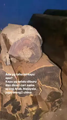 punya 5 batang dapat emas nih🤭 gaharu hitam🥰 #gaharukalimantan #fyp  #gaharusuper #gaharuindonesia  #gaharuasli #gaharusfyp 