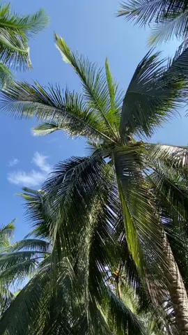 Sedikit demi sedikit 🔥🔥#storykelapa #petanikelapa🌴🌴 #petanimudamilenial #beranda #fypp 