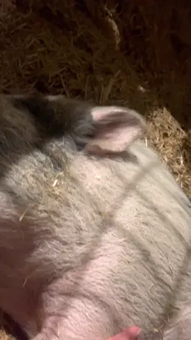 Sweet dreams y’all 🥹 #farmanimalsanctuary #potbellypig #goodnight #fyp