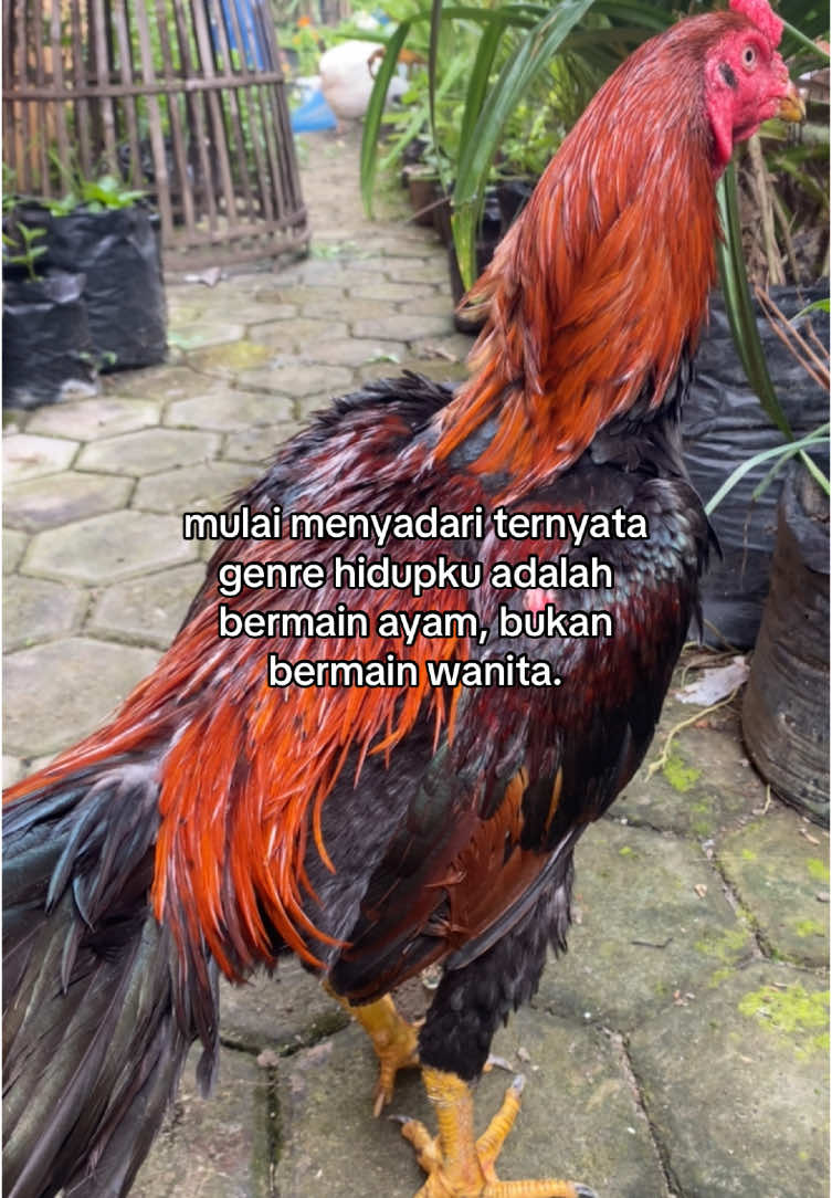 gih #sasafarm #fyp #4u #bangkokboy #storyayam #starboy #antilock #bahanswmu #pakhoy #bangkokselatan #fyppppppppppppppppppppppp #creatorsearchinsights 