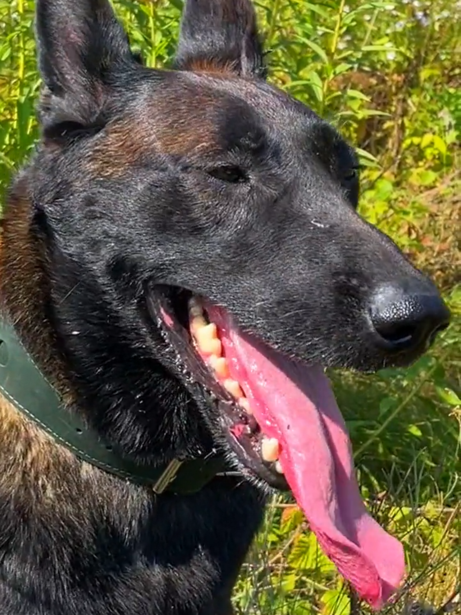 Dog panting sound effect. Malinois Linda is breathing heavily. In our case, this is the result of a  long walk in hot weather. The dog needs to be given something to drink  and to rest in the shade. Under no circumstances should you pour cold  water on your dog! Do not leave the dog in a locked car! My YouTube: Alexander Mamaychuk #Dogpantingsoundeffect #Dogpanting #soundeffect #Dogpantingsound #Dogsound #UkraineDogs #dogfriends #Happiness #dogs #Malinois #BelgianShepherd #belgianshepherdmalinois #belgianmalinoisoftiktok #belgianmalinoislinda #BelgianMalinois #malinoislinda #dogfriendship