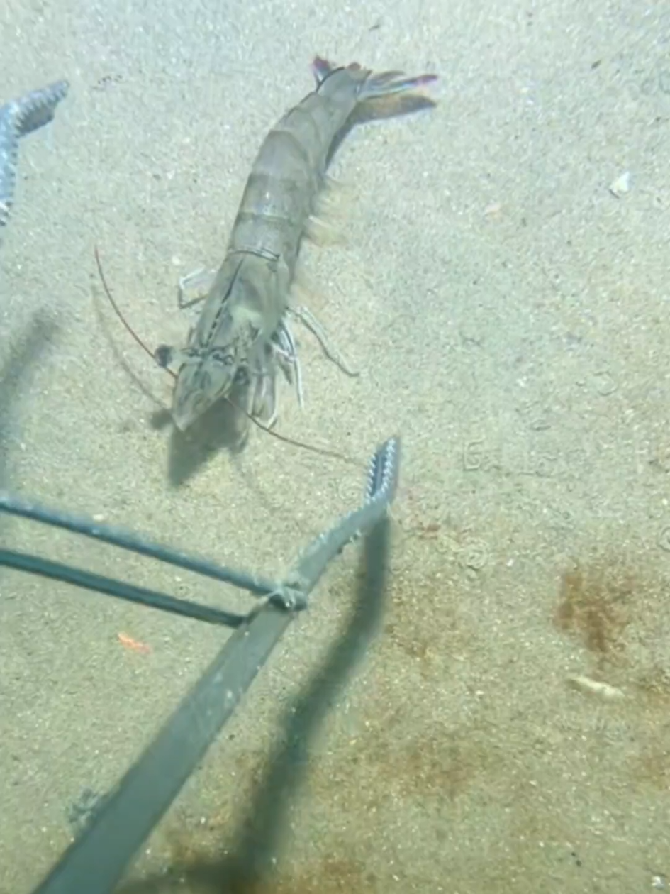 #diving #crab #catchthesea #seaside #seafood #fish #eel #lobster #seangsolofishing 