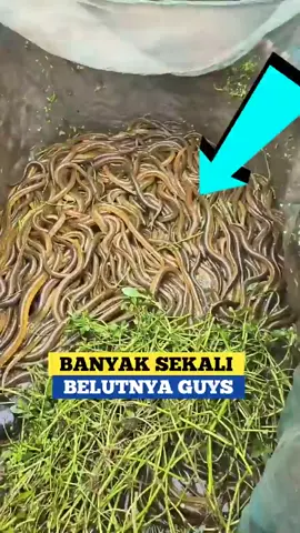 #belut#panenbelut#belutsuper#bibitbelut#esenikan#2025 