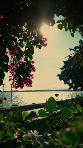 Chúng ta đều là lữ khách trên cuộc đời này. Lý do chúng ta ở đây, là để quan sát, để học hỏi, để lớn lên, để yêu thương, sau đó chúng ta về nhà. #sony #sonyalpha #travel #cinematic #muikega