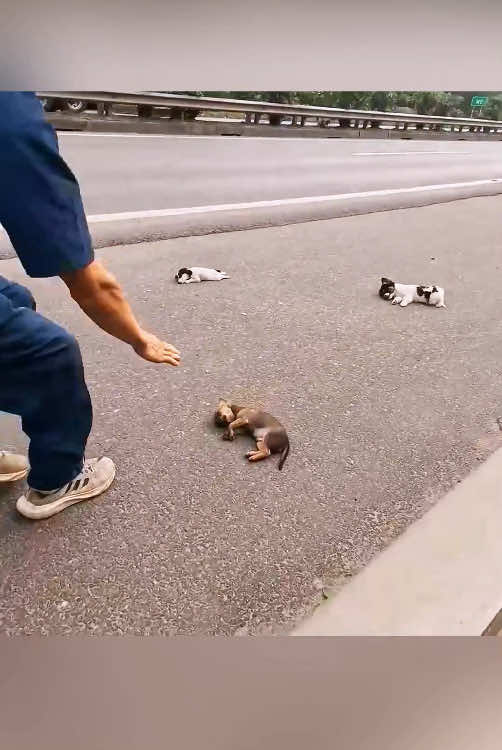 Rescue 3 puppies on the road #rescueanimals #animals #rescue #puppy #rescuedog #dogsoftiktok 