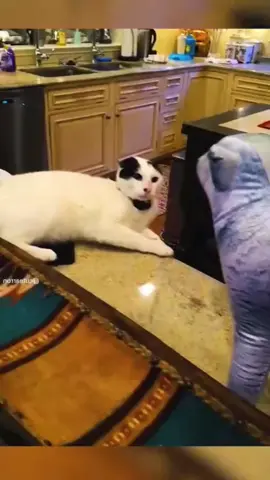 #funnyanimals #cuteanimals #pets #fyp 