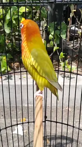 Paud pletek pletek  PF green  sapa tau moloorrrd 🍻 #fyp #fyppppppppppppppppppppppp  #fyyyyyyyyyyyyyyyy  #fy #Love Bird #lovebirdfighter #lovebirdkalimantan #lovebirdjawatimur #lovebirdkonslet #lovebirdpaud #lovebirdsidoarjo #lovebirdsurabaya #lovebirdsolo #lovebirdsemarang #lovebirdscouples #lovebirdmalang #lovebirdmedan #murai #kicaumania #kicaumaniaindonesia #kicaumanianusantara #kicauburung #kenarimaniaindonesia #kenari #cucakijo #cucakijoindonesia #cucakrowo #kacermaniaindonesia #ciblek #kenarimaniaindonesia