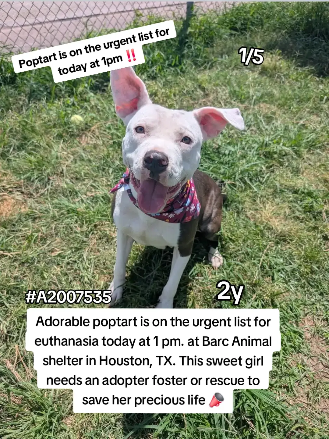 Poptart is on the urgent list for euthanasia ☠️ today at 1pm at Barc Animal shelter in Houston, TX. Poptart needs an adopter foster or rescue hold to save her precious life ‼️ Please consider fostering if you are unable to adopt its free and you would be saving a precious life ✨️  Name. Poptart 💞 ID #A2007535 . 2Y HW- Please message @twoyorkies or @To New Beginnings if you can help 🙏  Adopt or Foster and save a precious life today ✨️ 📍Address  Barc Animal shelter.  3200 carr st Houston, TX 77026 #adopt #rescue #foster #dogsoftiktok #fosteringsaveslives #houston #texas #help #urgent #hero 