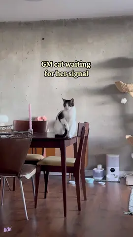 Good morning!  #theivydance #crampcats #dancingcat #positivevibes  #cats #catsofinstagram #cuddles #ottawa #toronto  #canadiancats #ottawacats #torontocats #fyp #foryou #meme #viralcat #canada #catmeme #usa #positivevibes #猫 #explore #kitten #pets #animals #goodmorning #america #funnycat #funny #nyc 