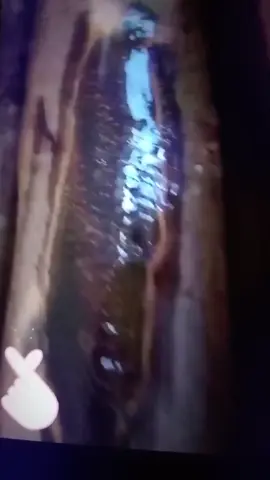 Kayu bukan sembarang kayu, 1kg kayu ini bisa beli beras 5kg🤭🥰 #gaharuindonesia #gaharuasli #gaharusuper #fyp #gaharukalimantan #wut #viraltiktok 