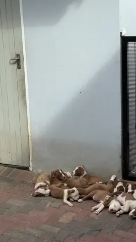 #pitbulls #dogs #southa #