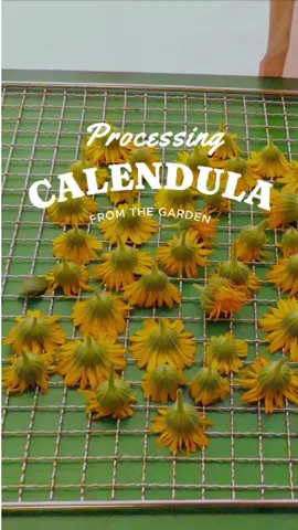 How I grow and harvest Calendula medicinal flowers for soothing teas and salves! #calendula #creatorsearchinsights #medicinalherbs #dehydrator #calendulasalve #edibleflowers #gardentips 