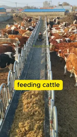 Feed the cows happily #cowfeeding #feedcattel #forage #cowfeed #sheepfeed #pelletmachinefactory #haycutter #grassmill #grasscutter #grass #haymill #beltconveyor 