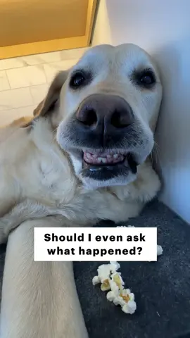 I can't believe how I found my dog! Should I even ask what happned? #dog #funnydog #labrador #doglover #doglife #goodboy #labradorretriever