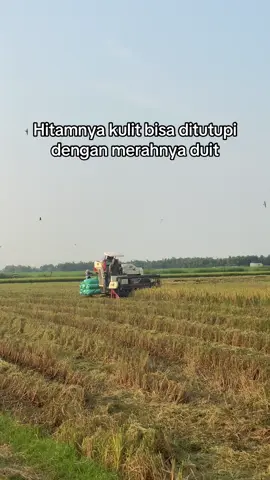 Sing tenang masse😇💪😍 #combineharvester #mesinpadi #maxxibimocombine #bimo102 #fyp #fypage #combine #operatormuda ##katabijak #combineharvesterindonesia #maxxibimo #combinejateng #katakata #sawah #masukberanda #bimoextreme #panenraya #panenpadi #justkonten 