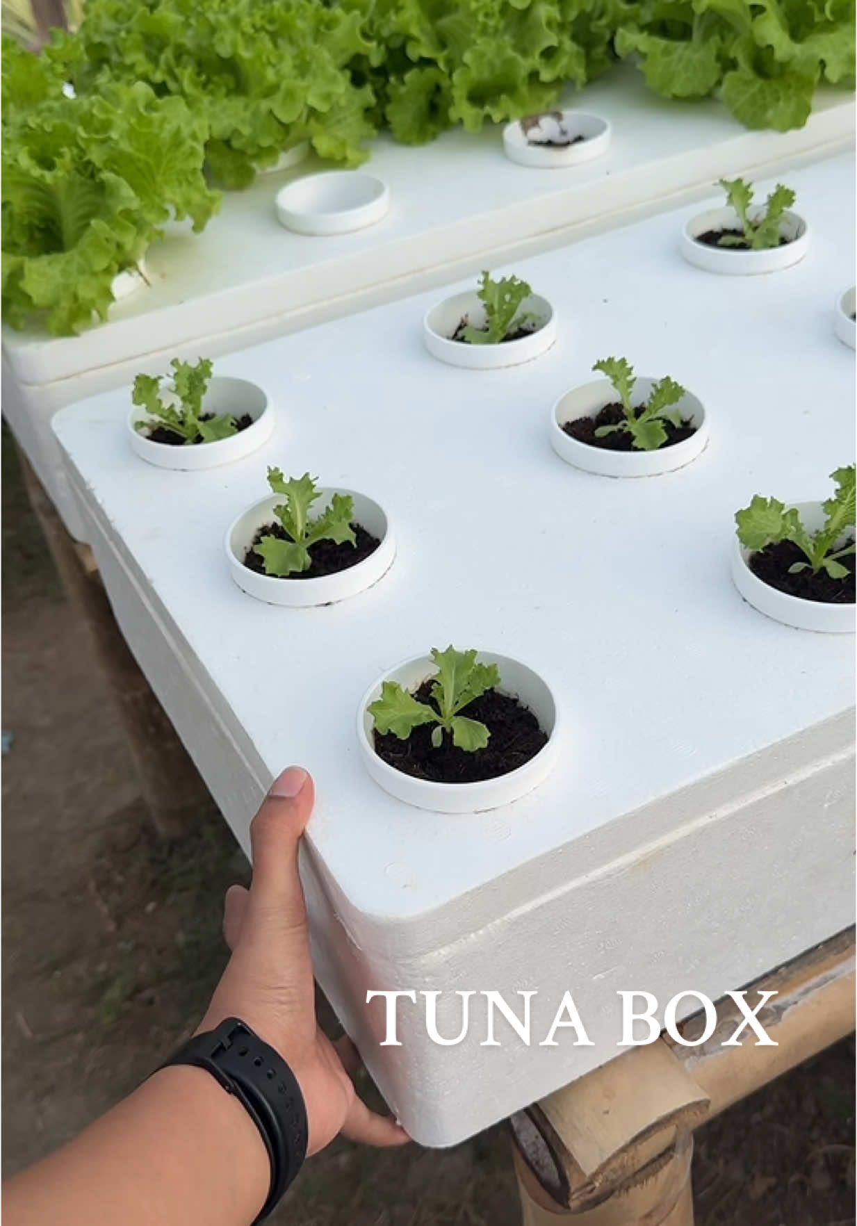 tuna box for hydroponics farming #tunabox #hydroponics #gardening #lettuce 