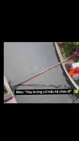 Lên được bờ lại còn gặp con chó đứng sẵn đó làm nhỏ hết hồn 🤣#dongvat #meo #catsoftiktok #animalsoftiktok 