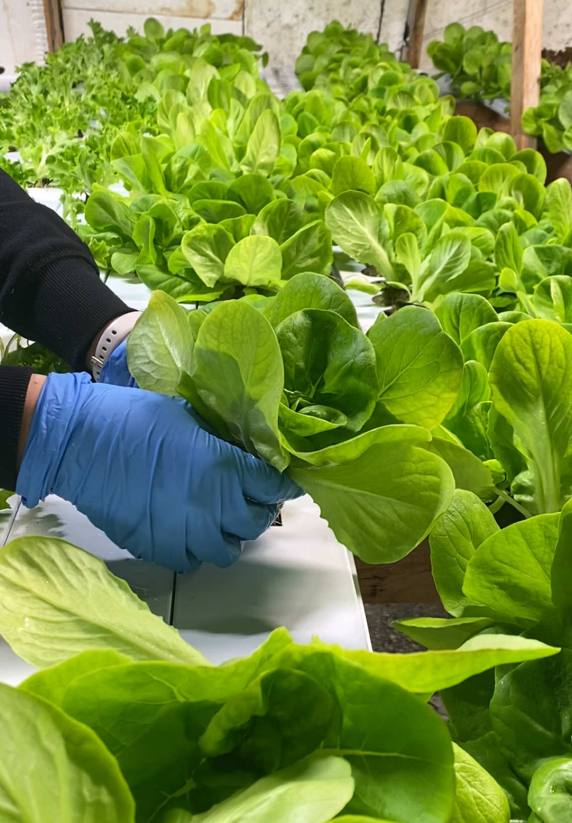 Are you really from Newfoundland if you don't repurpose your salt beef buckets? 😂  Here's a few clips of our transplanting session from last night - my favourite time to get it done! 🌱  #newfoundland #newfie #transplant #greenhouse #hydroponics #roots #mainland 